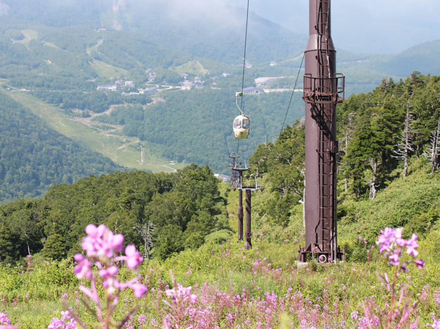 Higashidateyama Alpine Garden