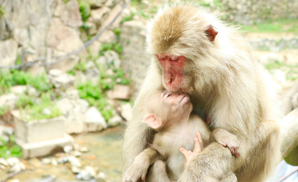 Jigokudani Yaen-Koen